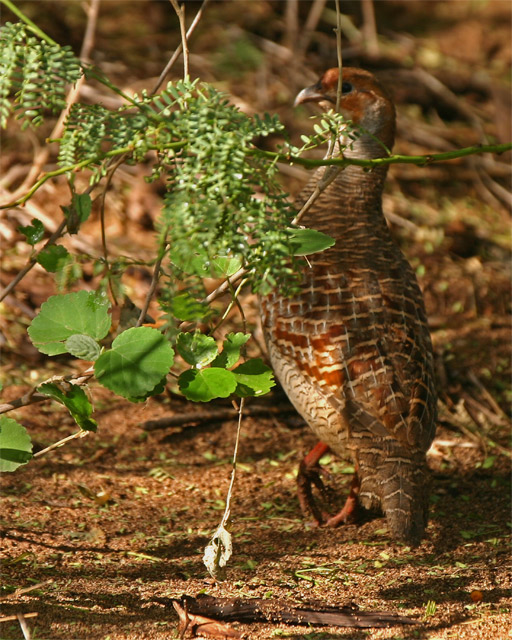Gray Francolin