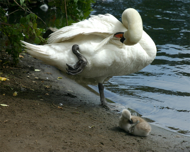 Swan with baby