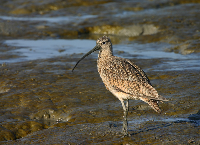 Long-billed Curlew (thx Vtruan)