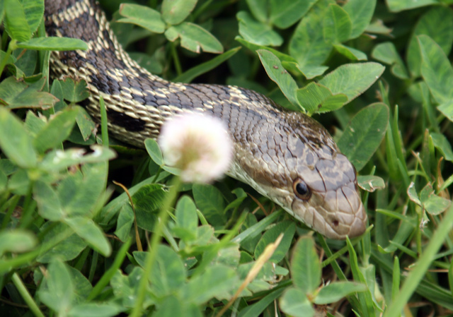 Snake Head shot