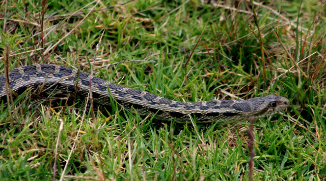 Snake  Panoramic  1/2 view