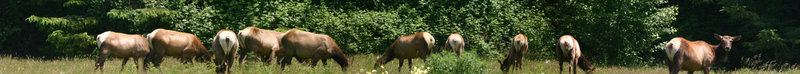 elk ignore the photographer