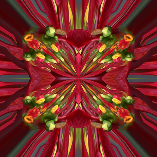 poinsettas-4-merged