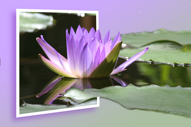 Water Lily in pond-.jpg