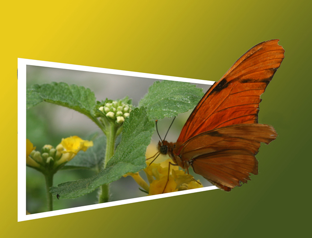 Butterfly Sips