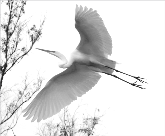 Snowy Egret Takes Off