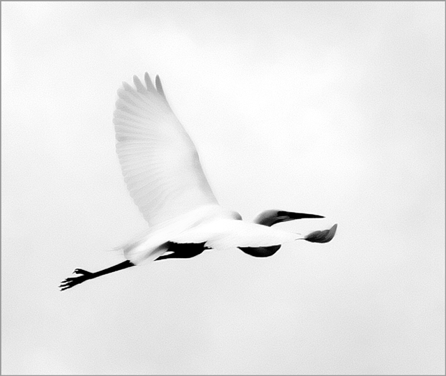 Snowy Egret In Flight