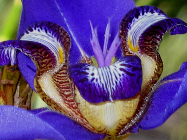 Japanese Iris, close-up