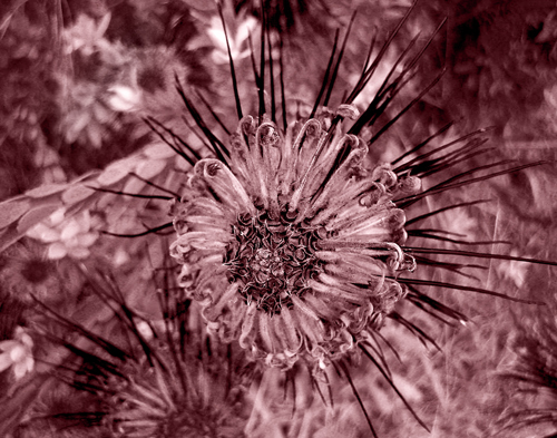 protea-