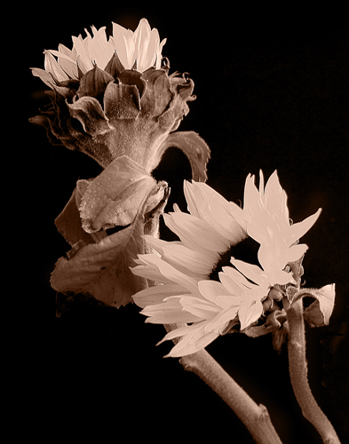 IMG_9543two-sunflowers11x14mono.jpg