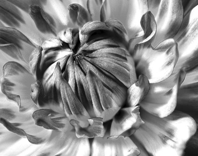 Dahlia Detail