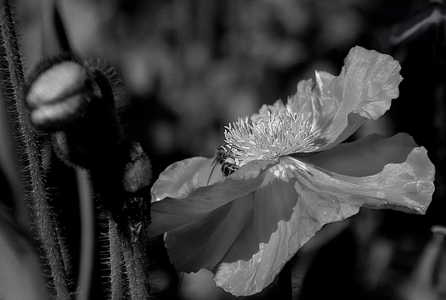 Poppy side view with bees and buds