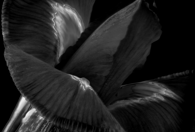 Iris-using HDR technique.jpg
