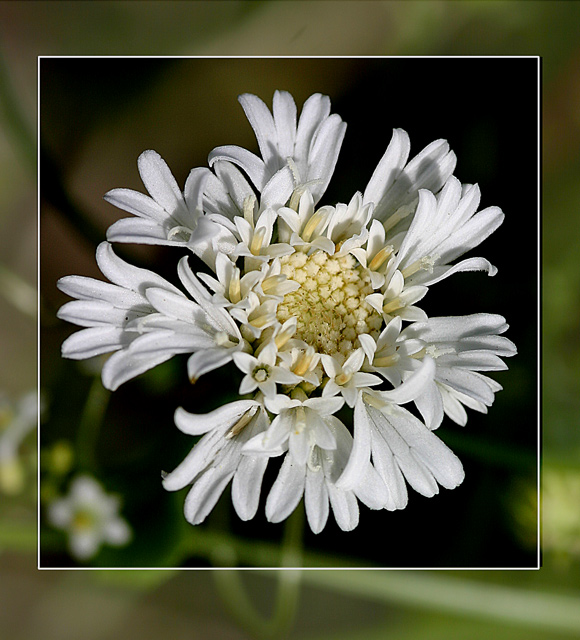 wild-flower original-