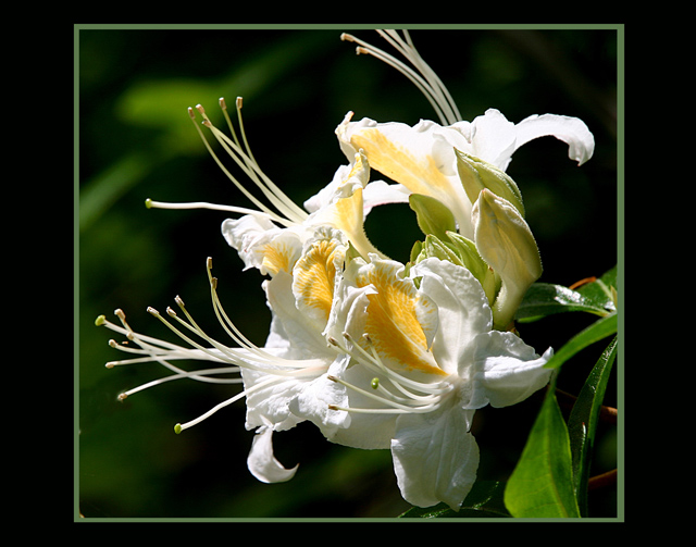 wildflower-white-ORIGINAL.