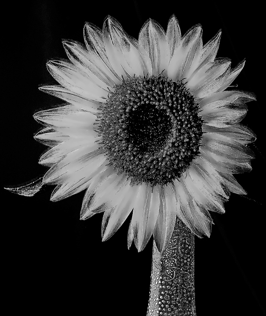 sunflower-