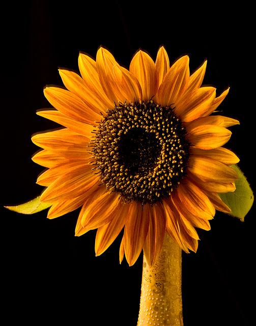 IMG_3224orange-sunflower-11x14WEB.jpg