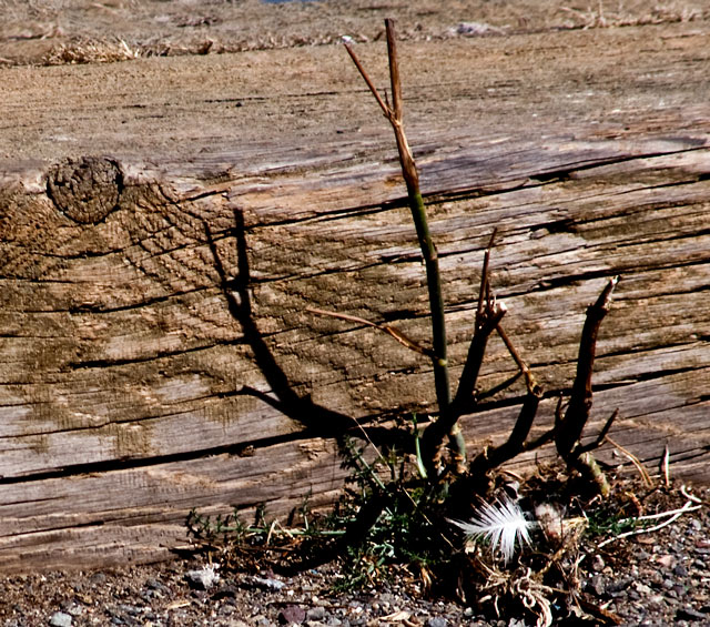 Still-life-at-noon