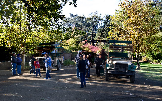 staging-area-Safari-West