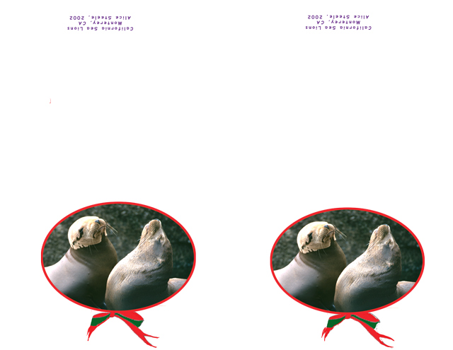 sea-lions-circled-2-up-WEB.jpg