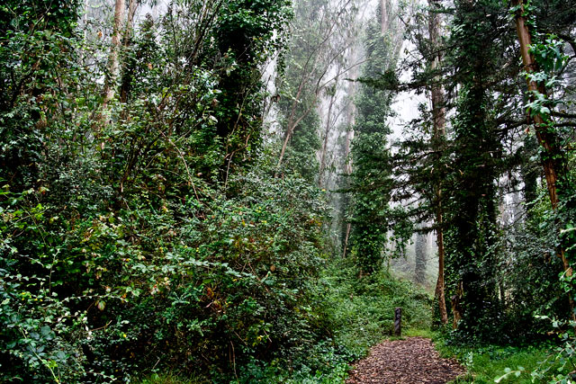 Mt-Davidson-Path