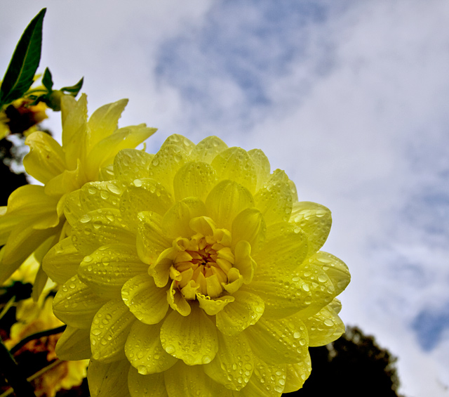 Dahlias after the Rain