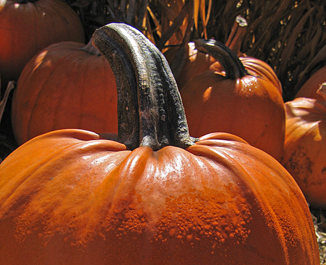early morning at the pumpkin patch
