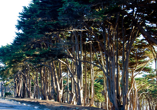 Lands End Trees