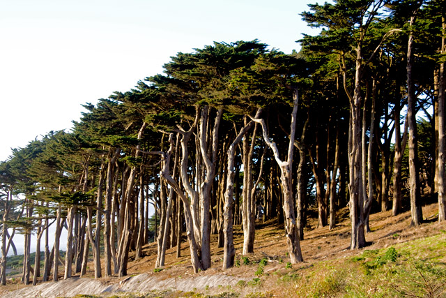 Lands End Trees