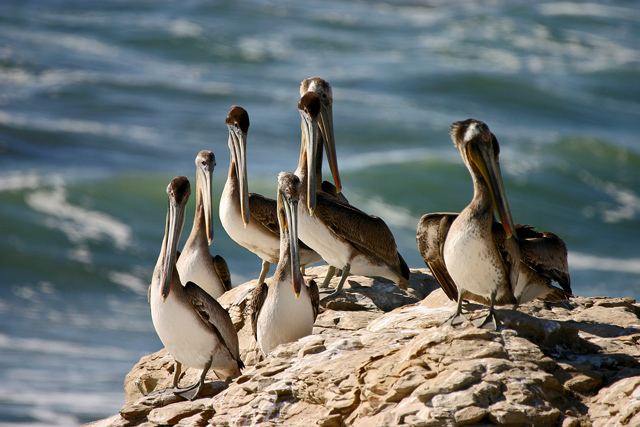 Pelican choreography