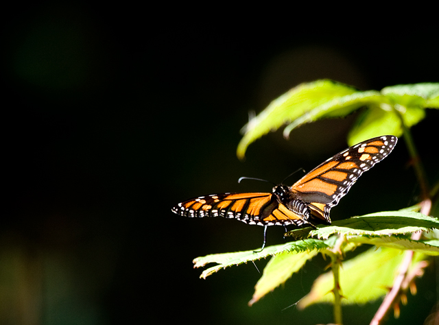 IMG_5705monarch-on-branchWEB.jpg