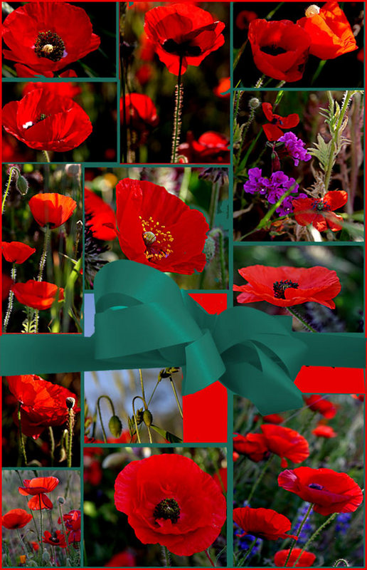 Poppy-Holiday-Card-2007