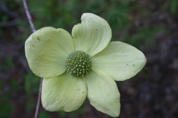 227_2791#6-dogwoodWEB-.jpg