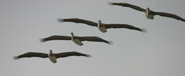 282_8295Ab-#9-Birds-originalWEB.jpg