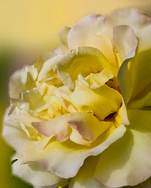 barbaras-rose-final