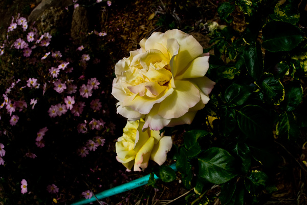 barbaras-rose-original