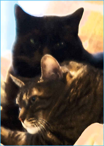 IMG_2185two-cats-paletteknifeWEB.jpg