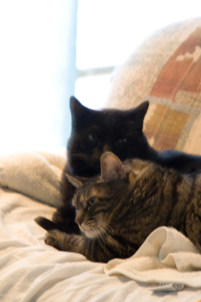 IMG_2185two-cats-original