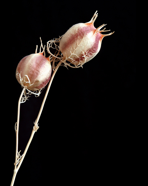 IMG_9622two-dried-flowersbefore.jpg