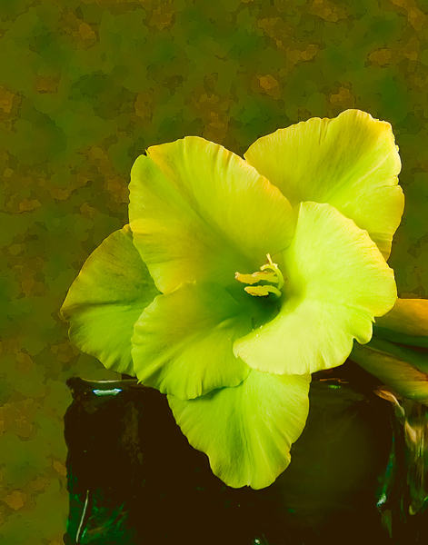 Green Gladiola - new look