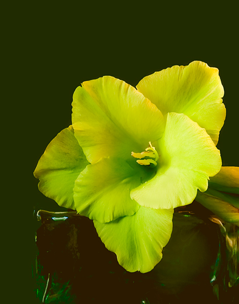 gladiola-green Original.
