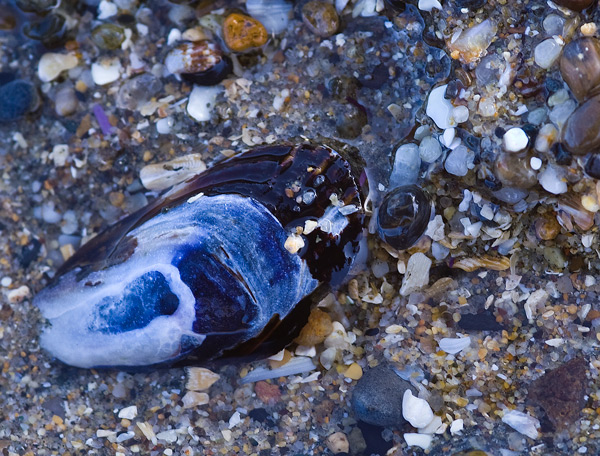 -blue-shell-original