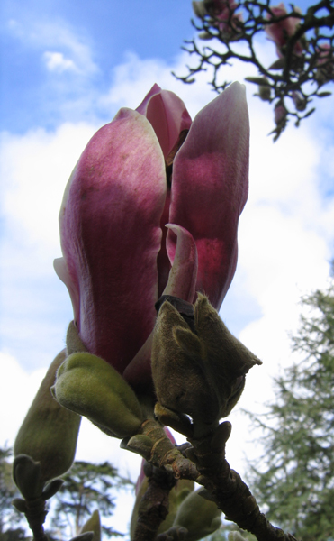 magnolia-and-bark Original