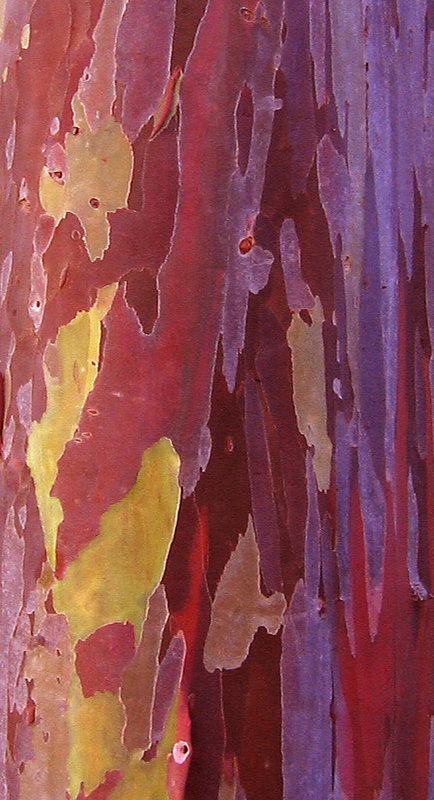 bark texture for magnolia