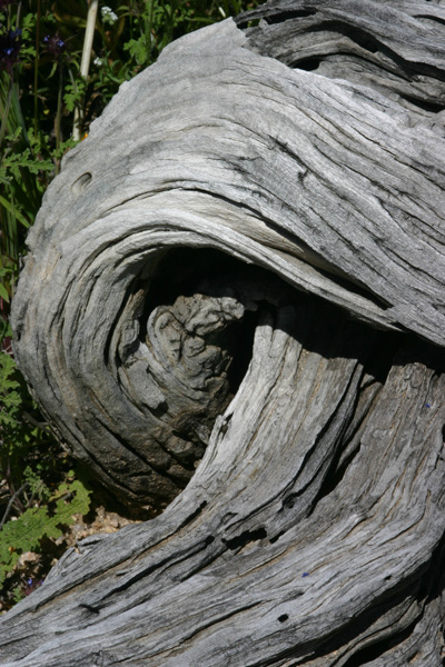 freeform-mushroom-original