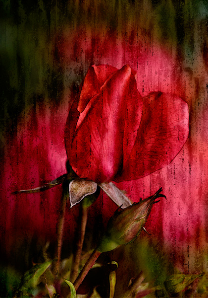 RED-Rose-final