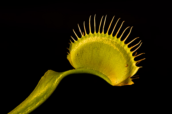 Venus-fly trap