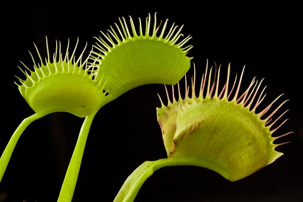 Venus-fly trap trio