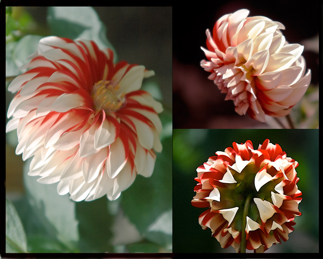 dahlia-triptych