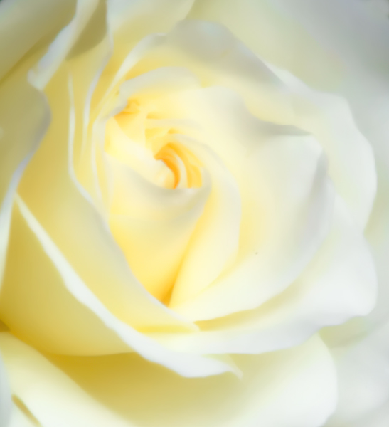 White-Rose-Dreaming-